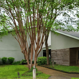 Northwest Point Reservoir Library with gray siding, tree in foreground, and pathway leading to entrance.